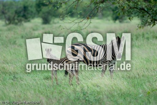 Zebra (25 von 28).jpg